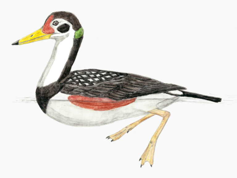 Vegavis_restoration