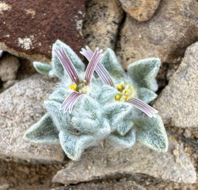 devil-like-flower-with