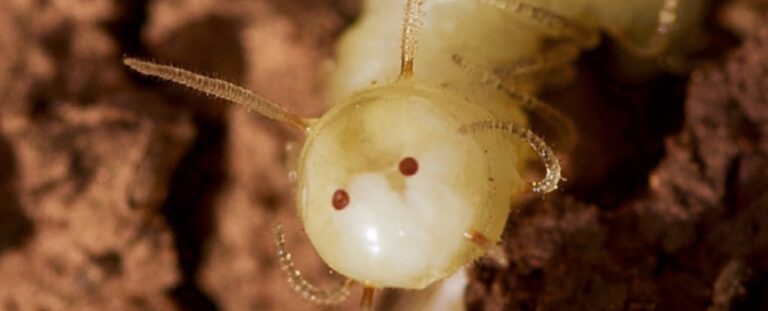 fly-larva-fake-termite-head