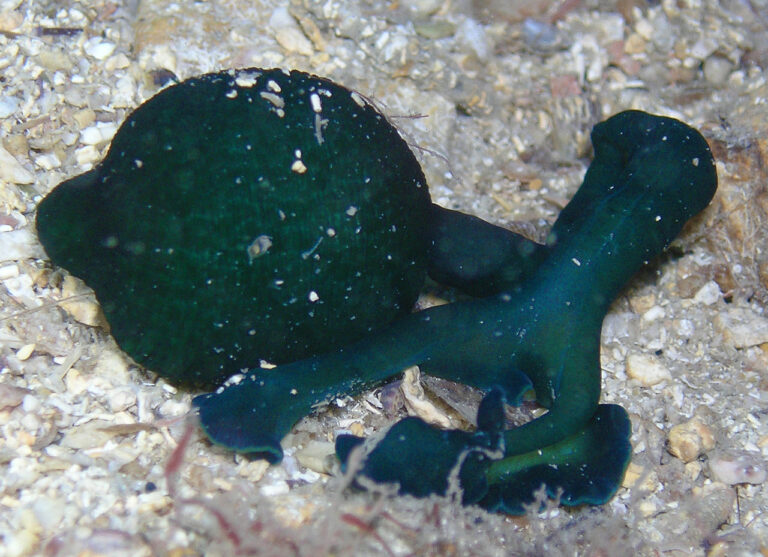 1280px-Bonélie_(Bonellia_viridis)_PC301461