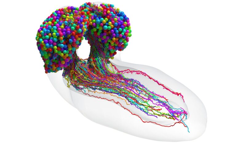 Complete-Brain-Map-of-Fruit-Fly-Larva-scaled