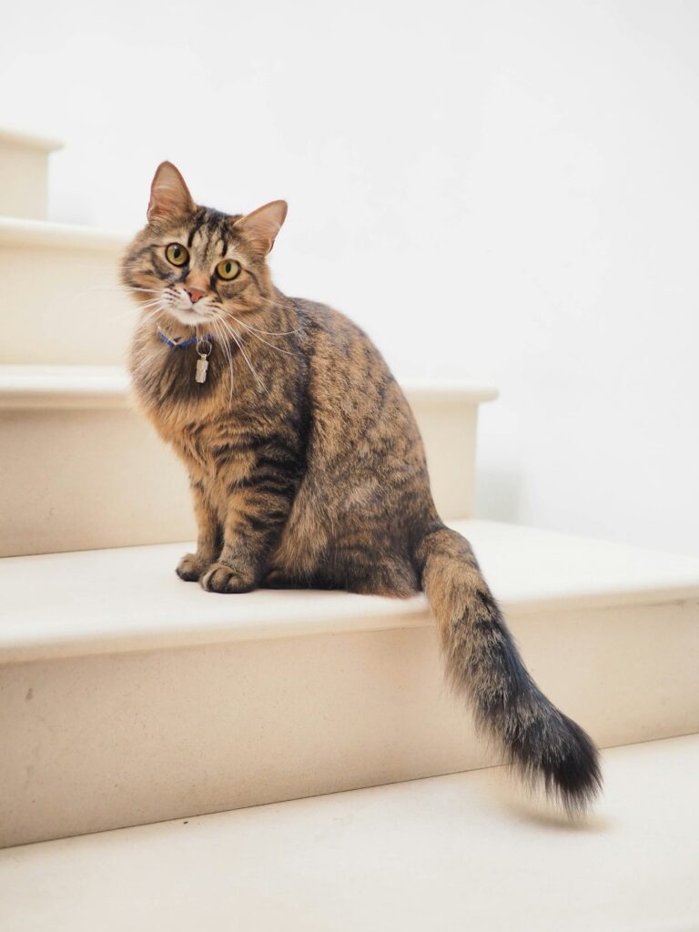 katt