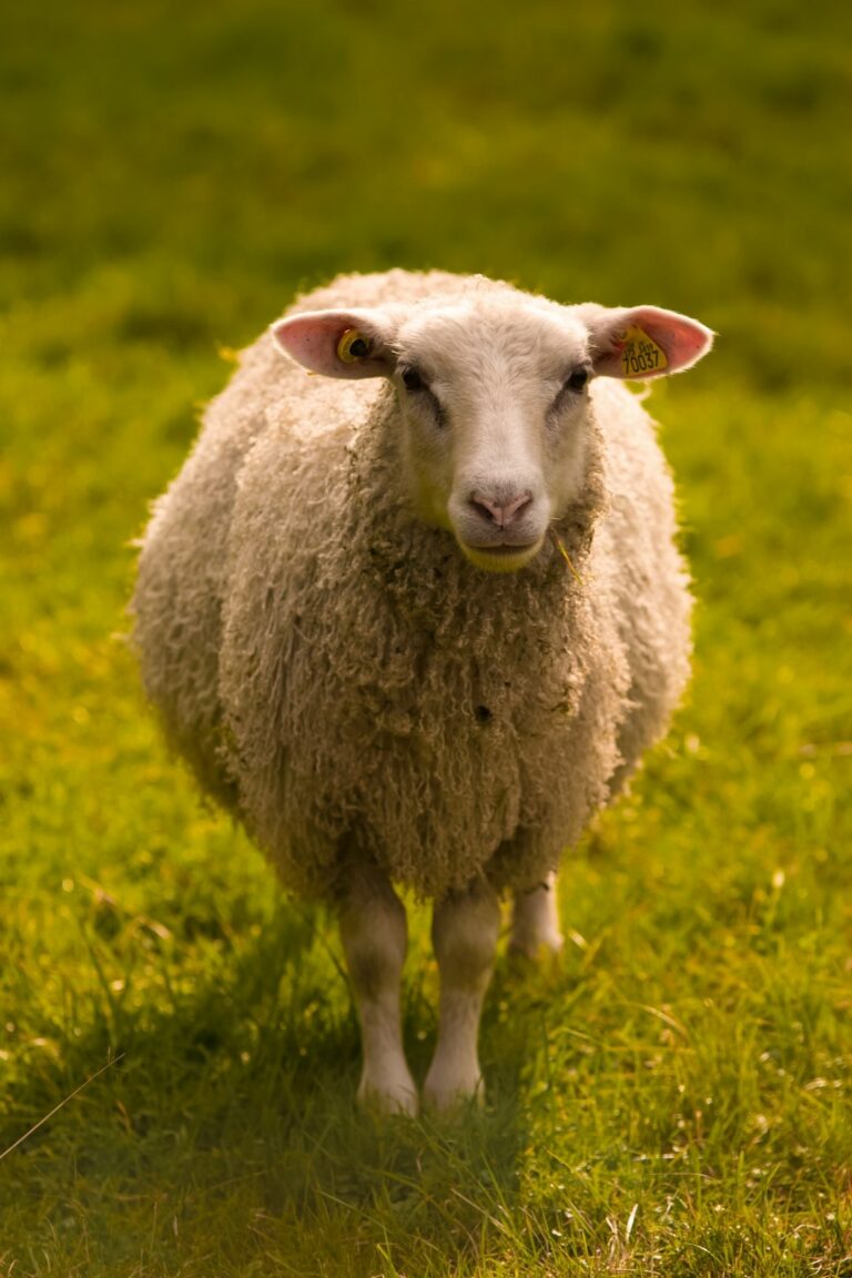 får