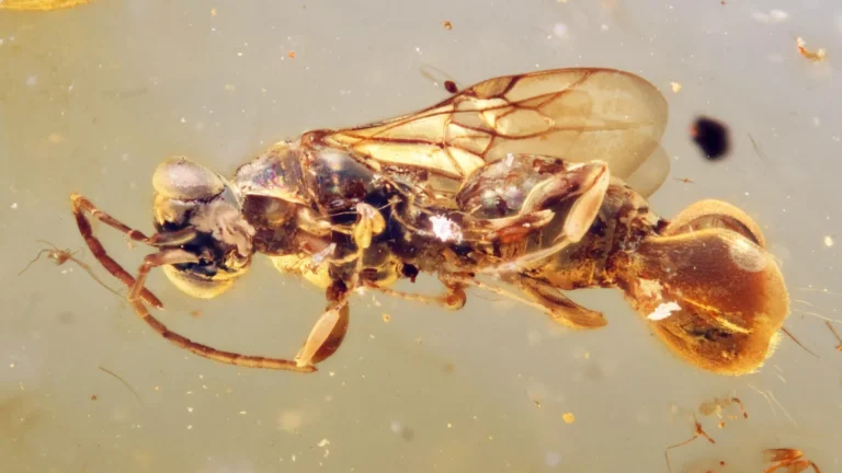 image-one-wasp