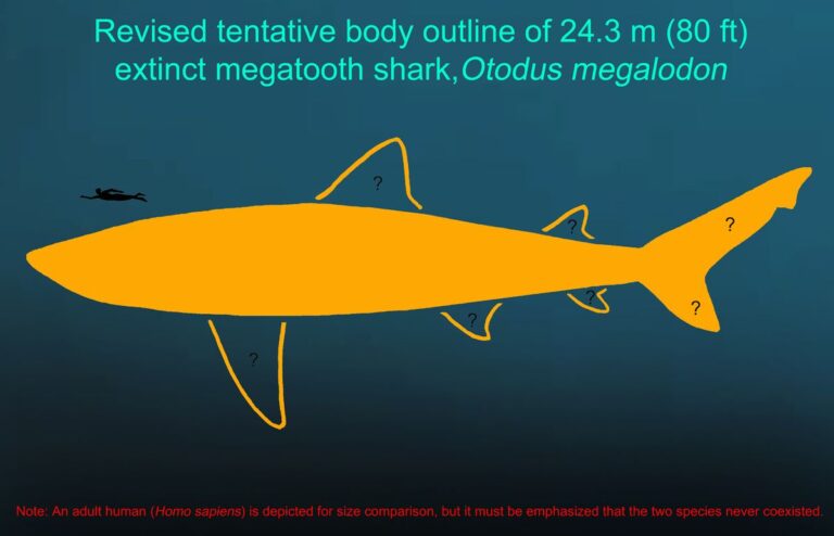megalodon