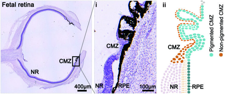 human-retinal-stem-lik