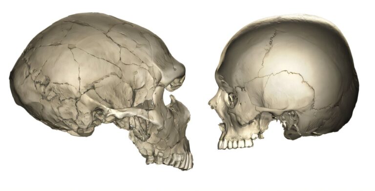 människa neandertalare skalle